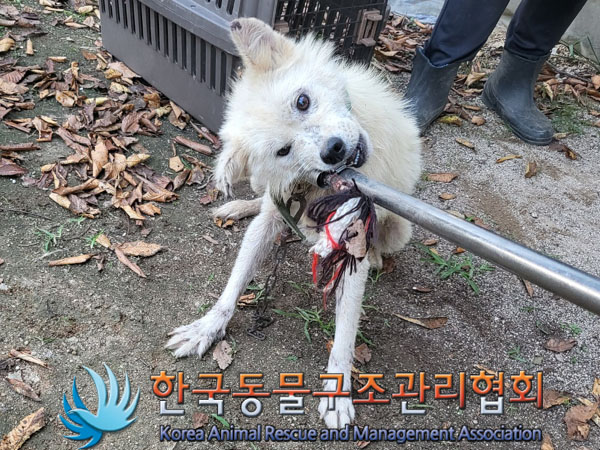한국동물구조관리협회_441560202301175
